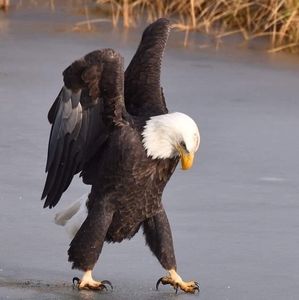 Meet your Posher, Harry